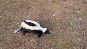 A skunk searching around a wildlife pen area on a summer day.