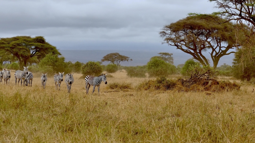Plains Zebras Safari Amboseli National Park Kenya