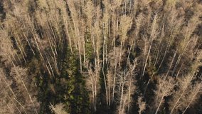 Flight over forest without leaves, vertical view from above. Vertical flight over bald forests. The sun creates the shadow of the trees