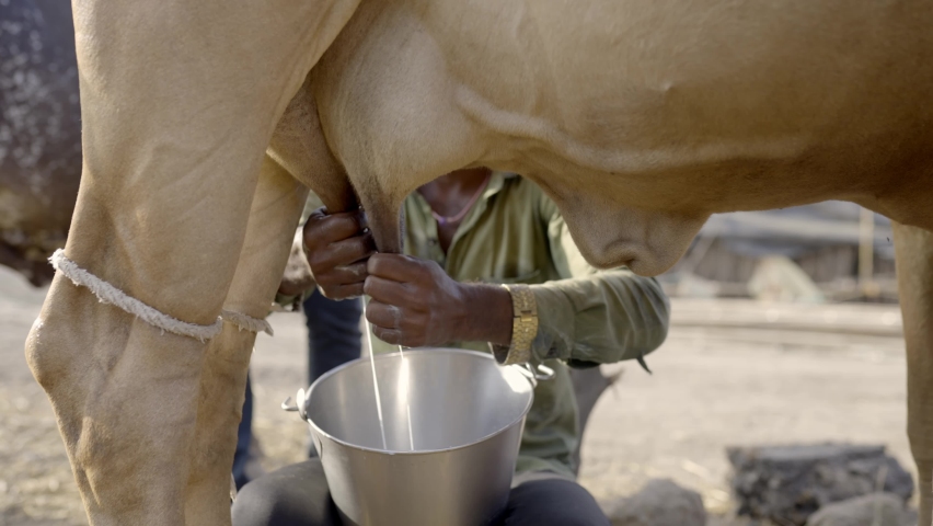 Women Milking Men