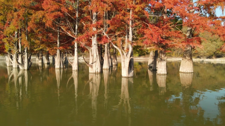 Aerial view of Autumnal tree with red needles in water. Autumnal swamp cypresses on river
