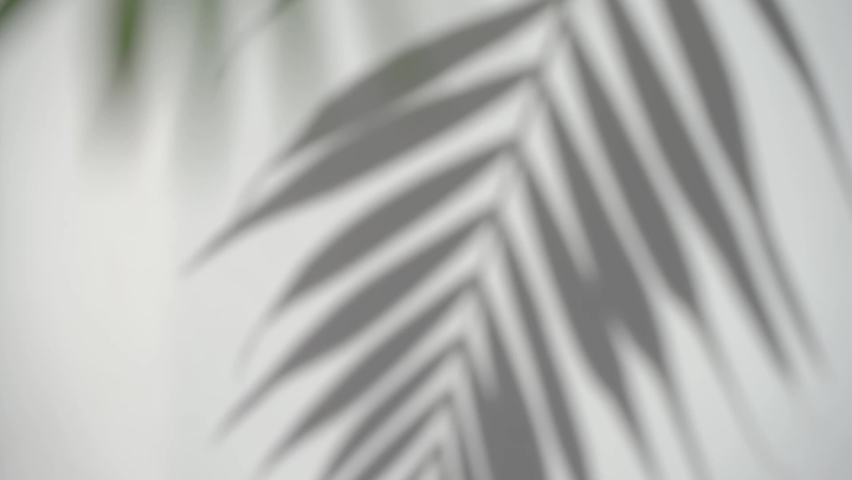Shadow palm leaf blurred background. Tropical plant on sunny white wall. Overlay effect.  Royalty-Free Stock Footage #1094528597