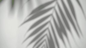 Shadow palm leaf blurred background. Tropical plant on sunny white wall. Overlay effect.  - Powered by Shutterstock - Get 15% off with code: PIKWIZARD15