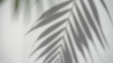 Стоковое видео: Shadow palm leaf blurred background. Tropical plant on sunny white wall. Overlay effect. 