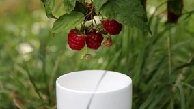 Branch with ripe red raspberry berries hangs over a white cup in garden, on a green background. Focus on raspberry