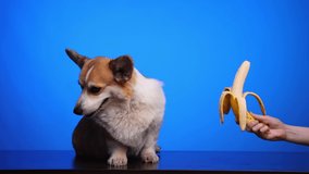 A cute corgi dog licks his lips and wants to eat a ripe yellow banana from a woman's hands. Bananas in the puppy's diet. The dog loves bananas very much. Funny dog face. World Vegetarianism Day.