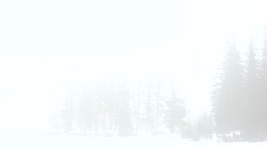 silhouette of the trees in the winter mist copy space
