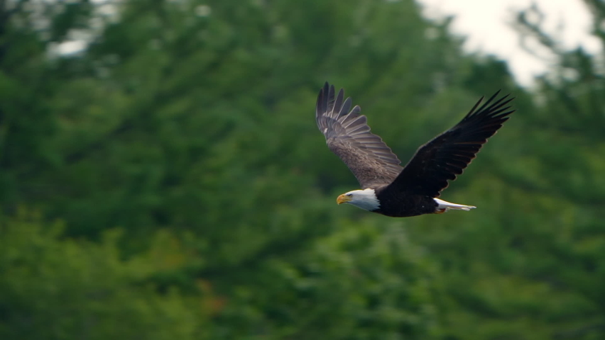 Majestic Bald Eagle flying in slow motion.  Close-up bird Eagle flying low past trees and fall colors as it flaps wing. 120 fps slow motion.  Royalty-Free Stock Footage #1094537215
