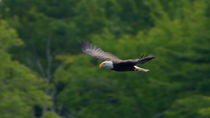 Majestic Bald Eagle flying in slow motion.  Close-up bird Eagle flying low past trees and fall colors as it flaps wing. 120 fps slow motion. 