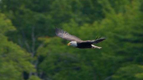 Majestic Bald Eagle flying in slow motion.  Close-up bird Eagle flying low past trees and fall colors as it flaps wing. 120 fps slow motion.  : vidéo de stock