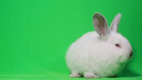 Video of a white rabbit on a green screen. Bunny with big red eyes sitting and looking around