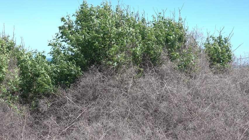 The tumbleweed (most belong to the salsola plants) hill was formed by sea winds on the coast, flotsam roll over. Tumbleweed diaspora disperses seeds when moving, arid ecosystems. 
