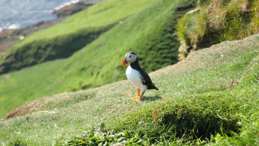 Puffin in Mykines Island, Faroe Island. 4K Cinematic close up footage. One Puffin (Fratercula arctica) on a cliff in a wild nature. High quality 4k footage.