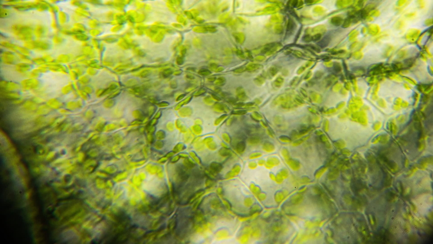 Photosynthesis processes under the microscope. The processes of terraforming planets unsuitable for human life. Atmosphere production Royalty-Free Stock Footage #1094542865
