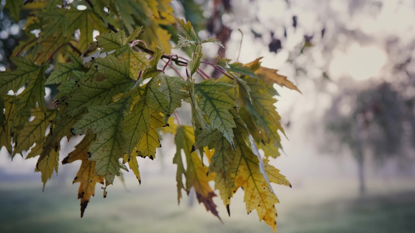 autumn forest yellowed leaves on a tree through the rays of the sun	
