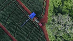 Unrecognizable workers working with conveyor belt and tractor in plantation fields during pineapple harvest, Upala in Costa Rica. Aerial top down descending directly above