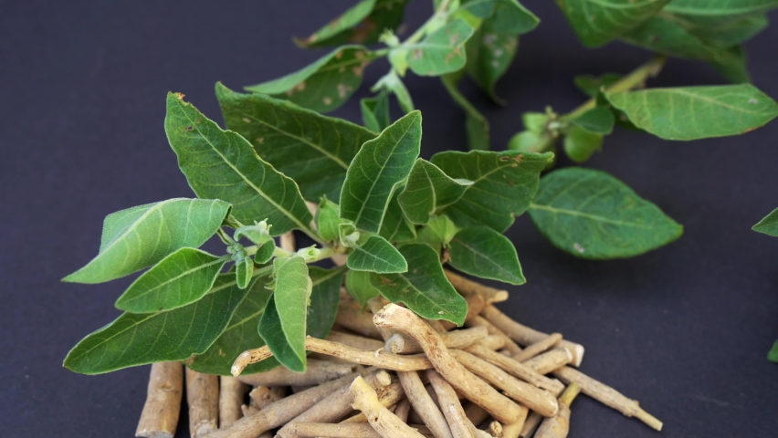 Ashwagandha Dry Root Medicinal Herb with Fresh Leaves, also known as Withania Somnifera, Ashwagandha, Indian Ginseng, Poison Gooseberry, or Winter Cherry.  Royalty-Free Stock Footage #1094553701