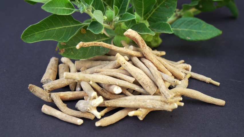 Ashwagandha como tomar