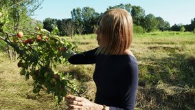 senior caucasian woman picking fruits from trees in a farm in summertime