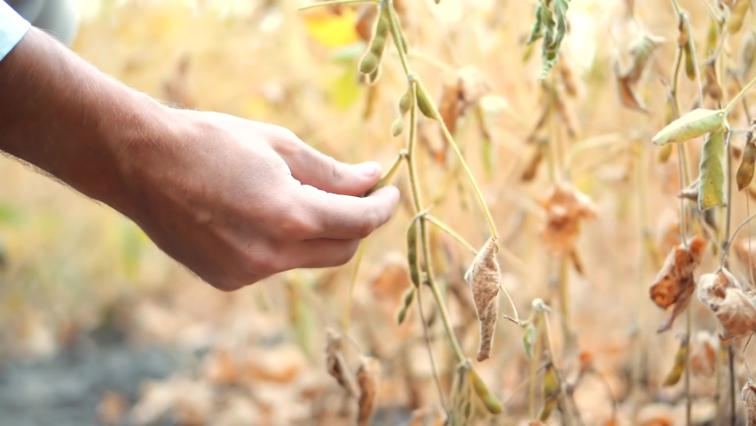 Checking Quality Soybean Field. Agricultural Agronomist Examining Soy. Soya Pods In Hand. Farm Plantation Farmer On Growing Harvest. Inspects Soybean On Planation Agriculture. Agribusiness Faming   Royalty-Free Stock Footage #1094555887