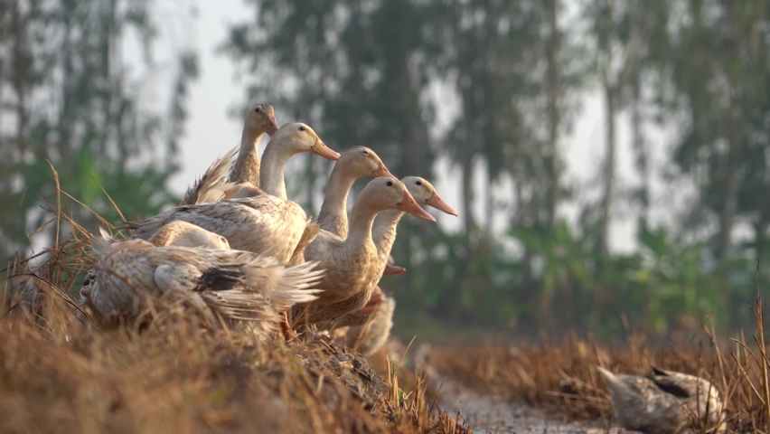 closeup beautiful wild ducks with meadow