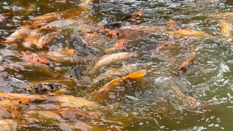 Beautiful Unique Koi Fish Clean Pond Stock Footage Video (100% Royalty ...