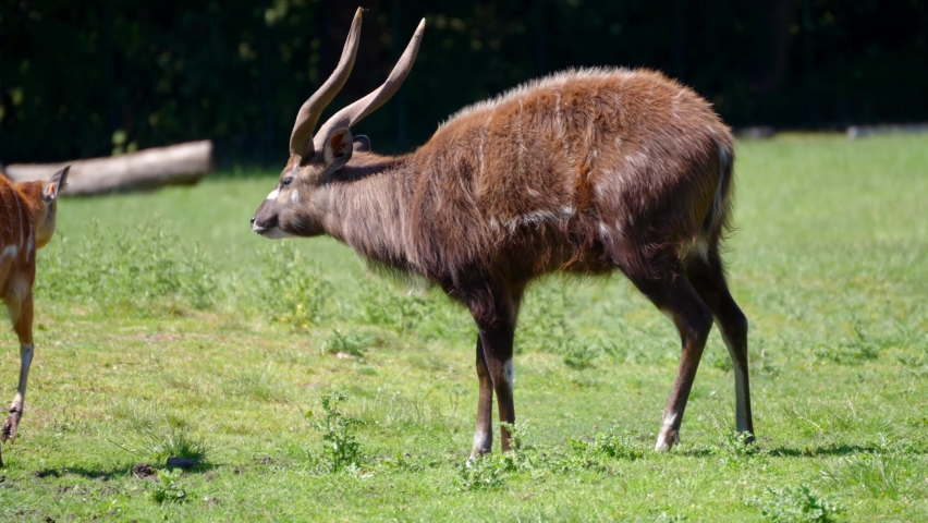 Male And Female West African Sitatunga, 4K Cinematic Wildlife