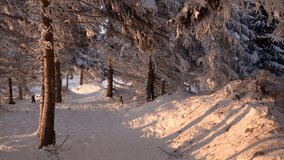 4k video. Sunset in the snowy mountains. Snow-covered Christmas trees high in the mountains.
