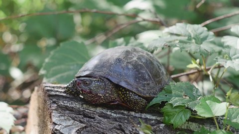 Marsh Turtle Bloodied Muzzle On Stump Stock Footage Video (100% Royalty ...