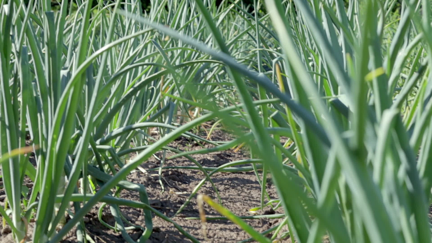 View of a field with ripening green onions. Onion field. Onion ripe plants growing in the field, close-up. Field onion ripening in spring. Agricultural landscape. Growing green onions in the garden.