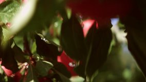 Close-up of Water Drops Falling Among Apple Tree Branches in Garden on a Bright Sunny Day. Slow Motion Bokeh Shot. Camera Follows the Drops - Powered by Shutterstock - Get 15% off with code: PIKWIZARD15
