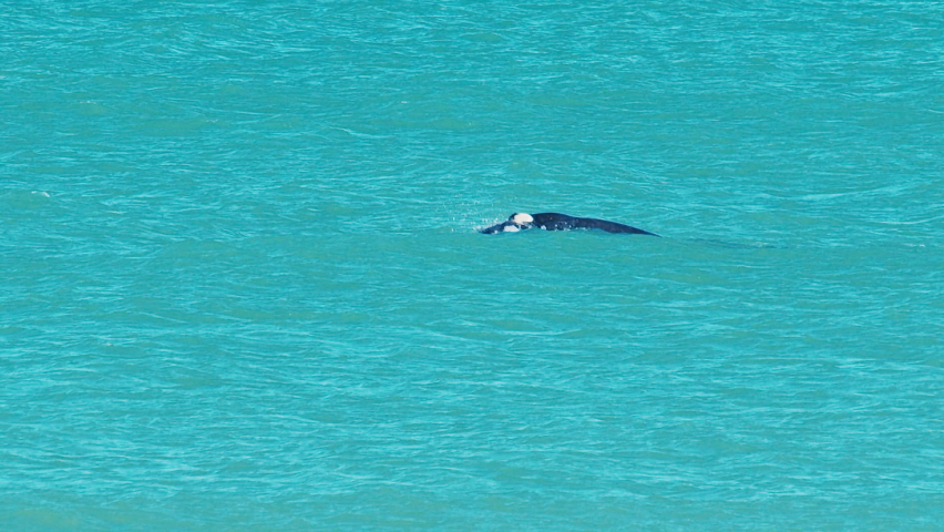 Bowhead whale, Balaena mysticetus, swims on the shallow area near Santa Catarina island in Brazil Royalty-Free Stock Footage #1094567307