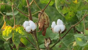 4k footage of white cotton flower.Raw Organic Cotton Growing at Cotton Farm. Gossypium herbaceum close up with fresh seed pods. Cotton boll hanging on plant. With Selective Focus on the Subject.