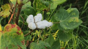 4k footage of white cotton flower.Raw Organic Cotton Growing at Cotton Farm. Gossypium herbaceum close up with fresh seed pods. Cotton boll hanging on plant. With Selective Focus on the Subject.