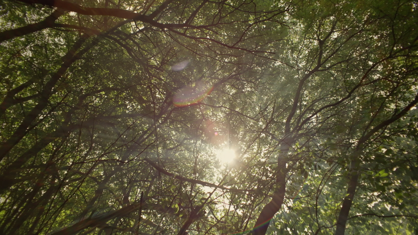 Fog in the forest in the rays of the sun. Beautiful sunset in nature. High quality 4k footage