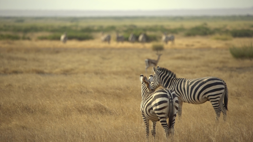 Plains Zebras Safari Amboseli National Park Kenya