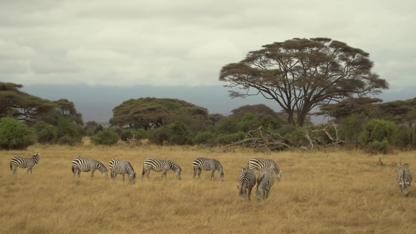 Plains Zebras Safari Amboseli National Park Kenya