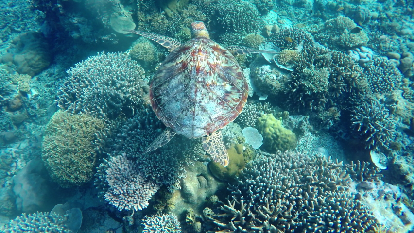 Sea turtle swimming around coral garden | Shutterstock HD Video #1094576281
