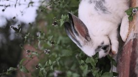 Funny cute rabbit sits in flowers and eats grass. Easter Bunny. Fluffy little gray hare. Pet in the garden at the farm. Video for fun with an animal in nature. vertical footage