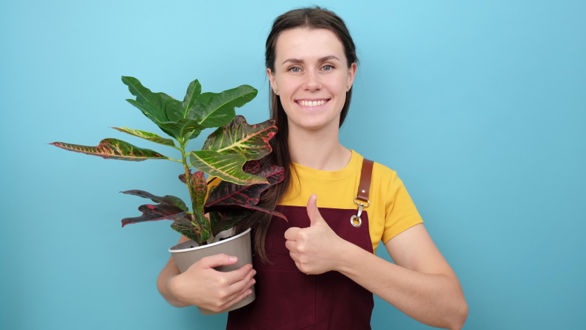 Portrait of smiling young woman housewife wears red apron holding houseplant in pot, showing thumb up, posing isolated on blue studio background wall with copy space for promotional content or design | Shutterstock HD Video #1094585703