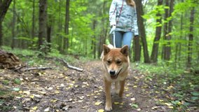 A guy or man and a girl or woman are walking in the woods with dogs. Walking with a dog during self-isolation due to coronavirus or covid-19.