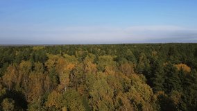 dense autumn forest in sunny weather, shooting from a drone