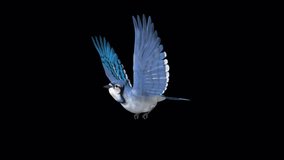 Blue Jay Bird - Flying Loop - Side Angle View - 3D Animation with Alpha Channel 