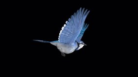 Blue Jay Bird - Flying Loop - Side View - 3D Animation with Alpha Channel 