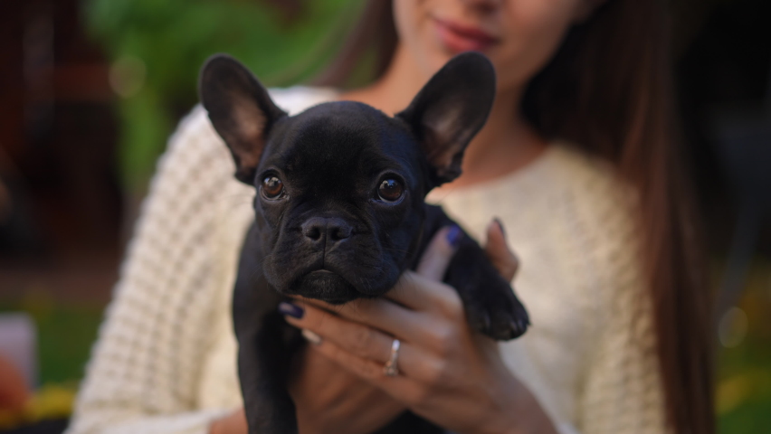 Black cute French Bulldog puppy in hands of unrecognizable young Caucasian woman outdoors. Portrait of curios charming little dog looking around enjoying leisure with owner on backyard | Shutterstock HD Video #1094596537