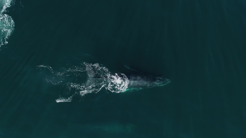 Aerial view above a Humpback whale powerfully Tail Slapping on the water surface - overhead, drone shot Royalty-Free Stock Footage #1094598981