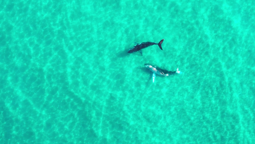 Two Humpback Whales, a mother and her calf play in the shallow crystal clear waters off Byron Bay in Australia. These beautiful animals were playing, breaching and rolling around. Drone shot in 4K.