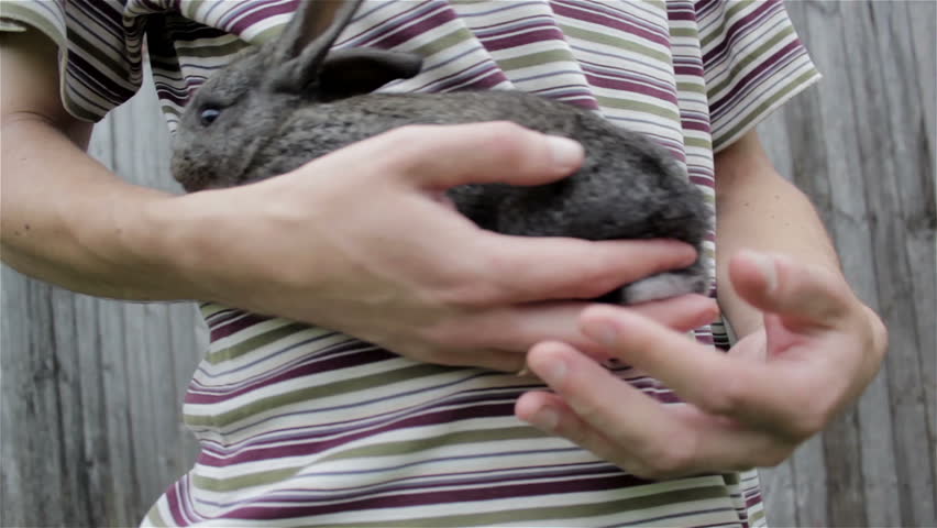 rabbit on hands