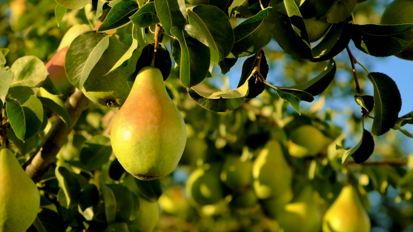 Pears grow on a tree in the garden. Selective focus. Royalty-Free Stock Footage #1094603289