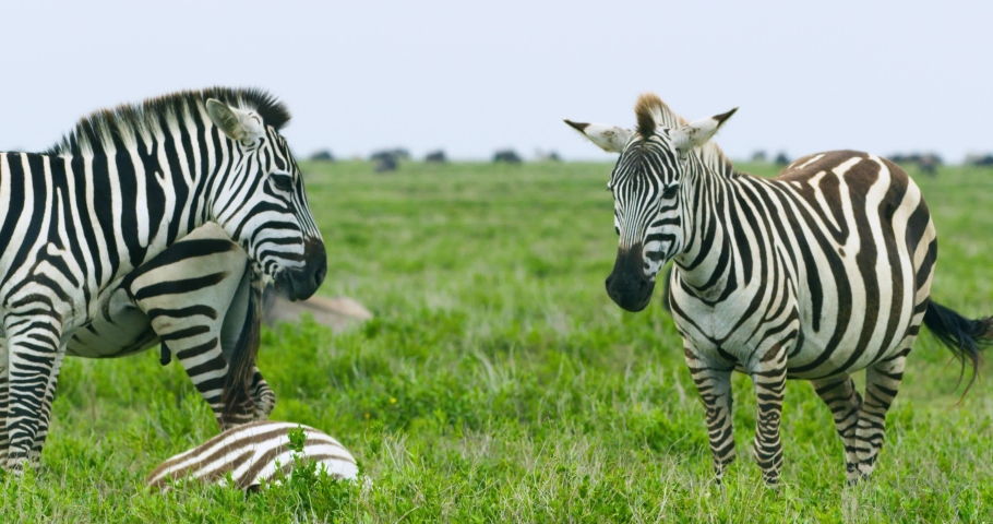 A small herd of Zebra animals in the Serengeti area in Tanzania.